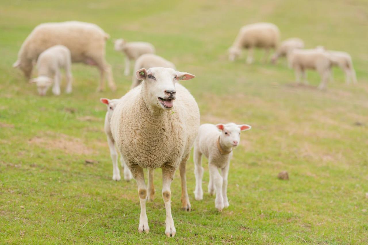 ホテル Reves De Moutons パソロブレス エクステリア 写真
