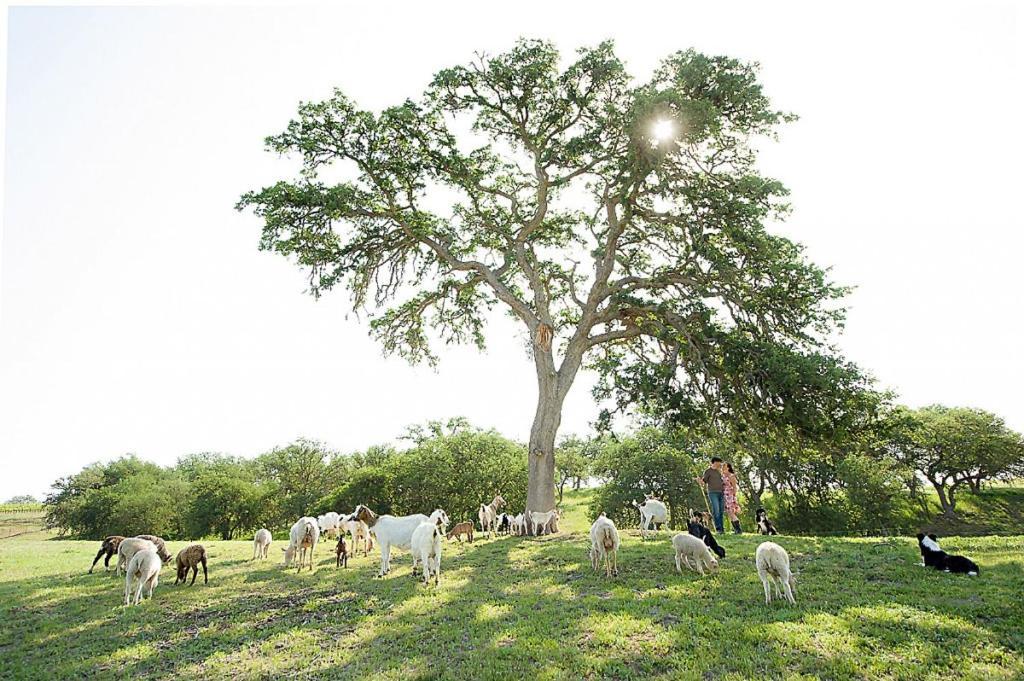 ホテル Reves De Moutons パソロブレス エクステリア 写真