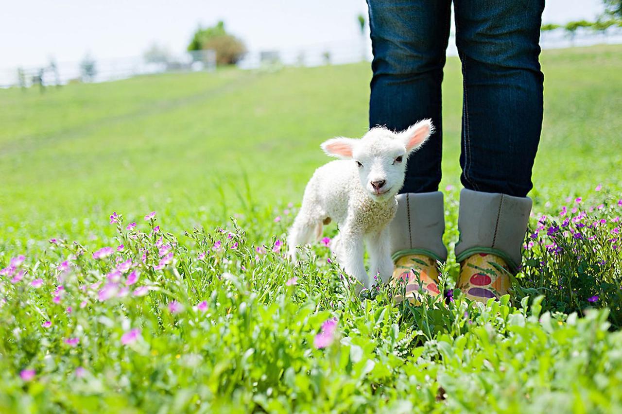 ホテル Reves De Moutons パソロブレス エクステリア 写真