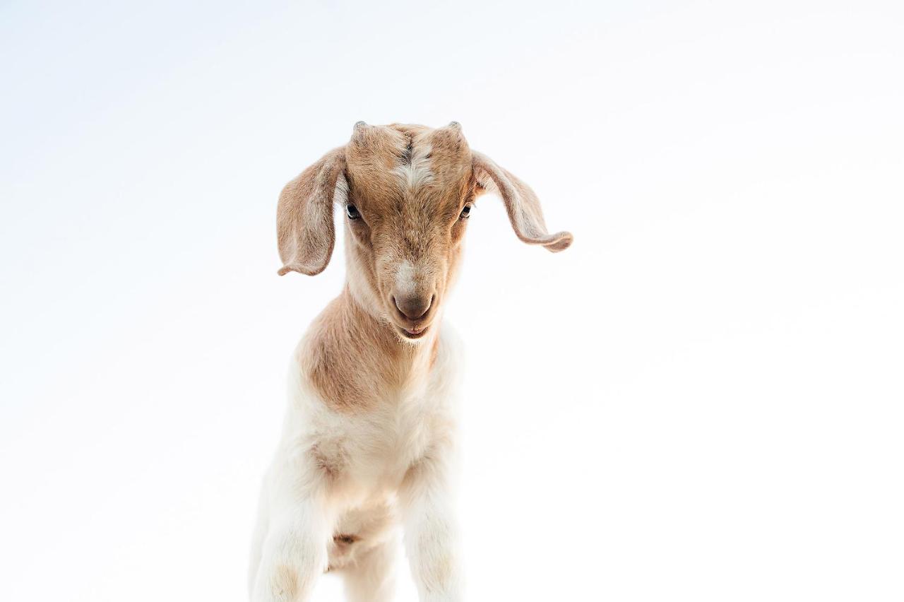 ホテル Reves De Moutons パソロブレス エクステリア 写真