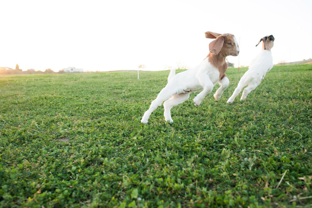 ホテル Reves De Moutons パソロブレス エクステリア 写真