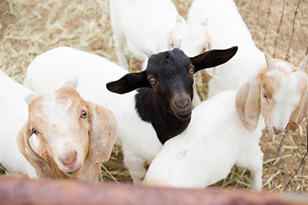 ホテル Reves De Moutons パソロブレス エクステリア 写真