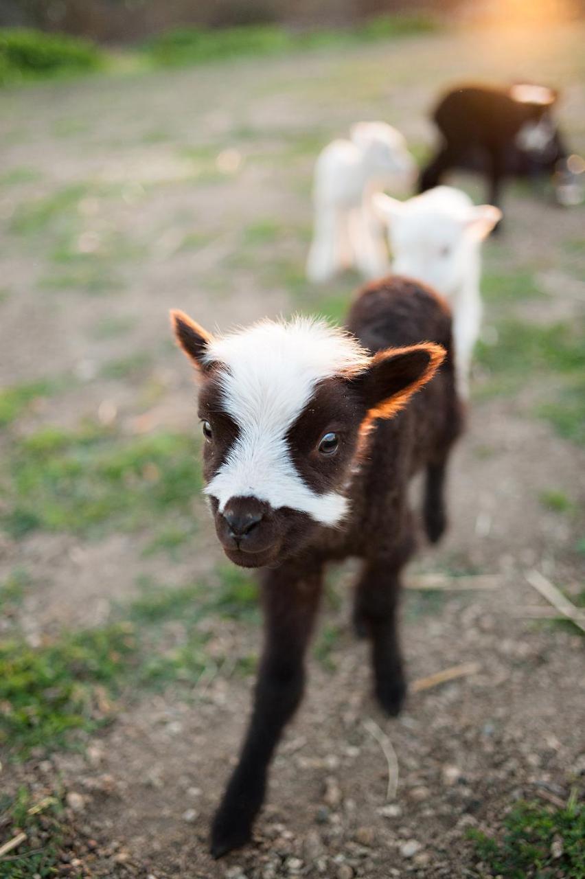 ホテル Reves De Moutons パソロブレス エクステリア 写真