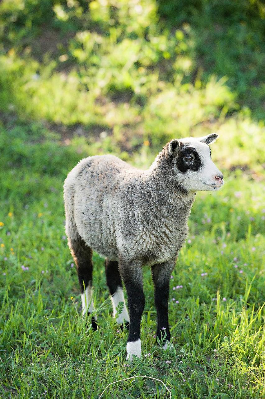 ホテル Reves De Moutons パソロブレス エクステリア 写真
