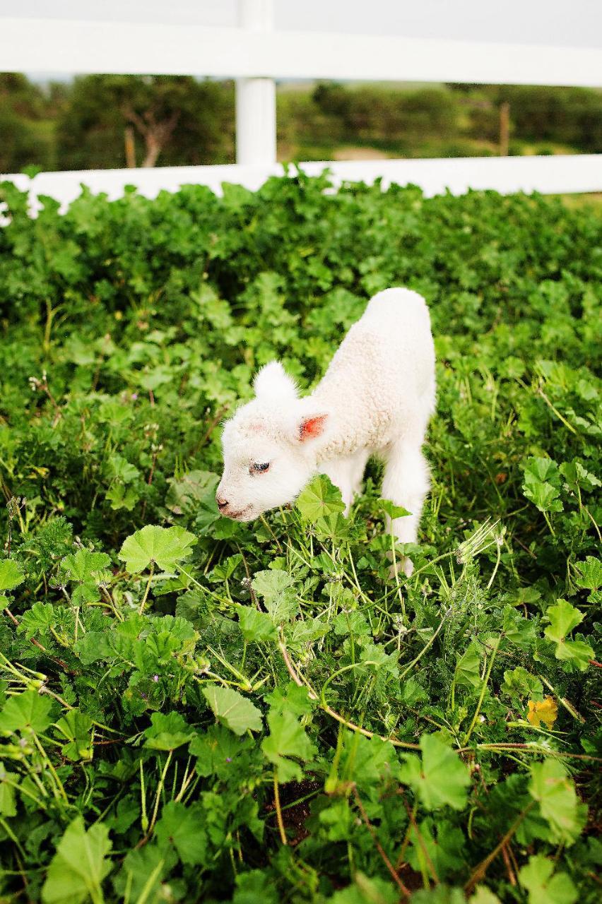 ホテル Reves De Moutons パソロブレス エクステリア 写真
