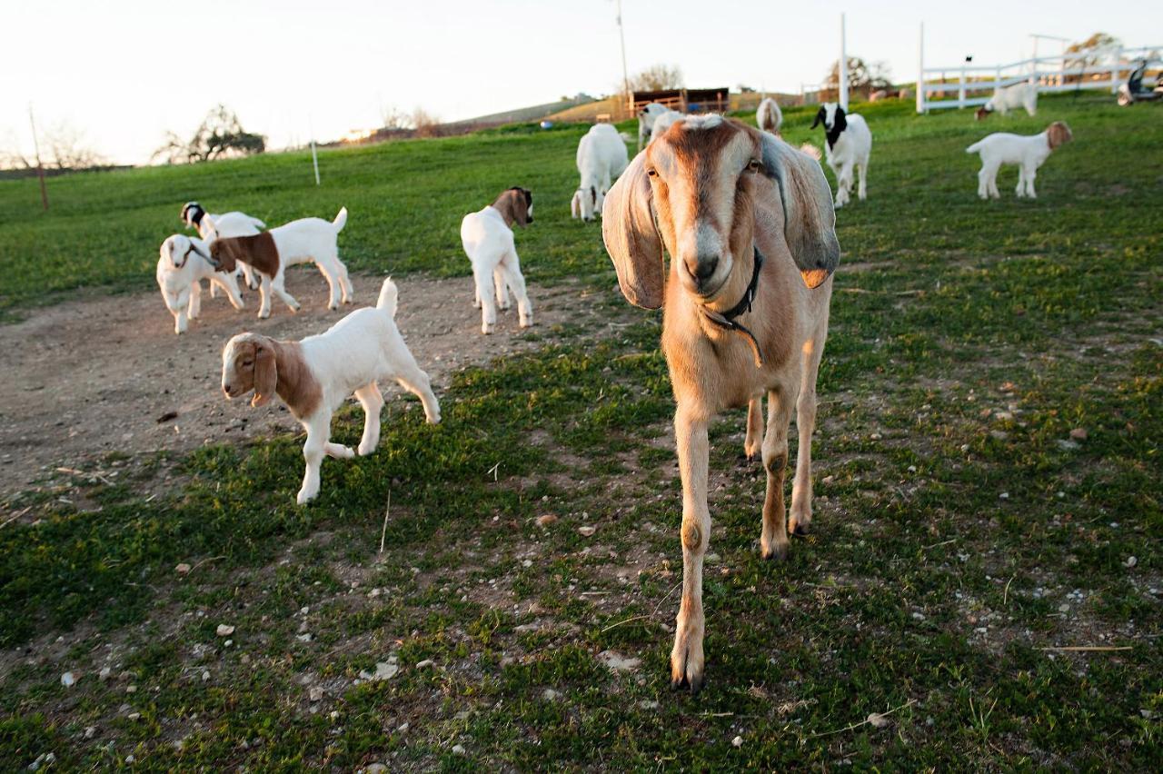 ホテル Reves De Moutons パソロブレス エクステリア 写真