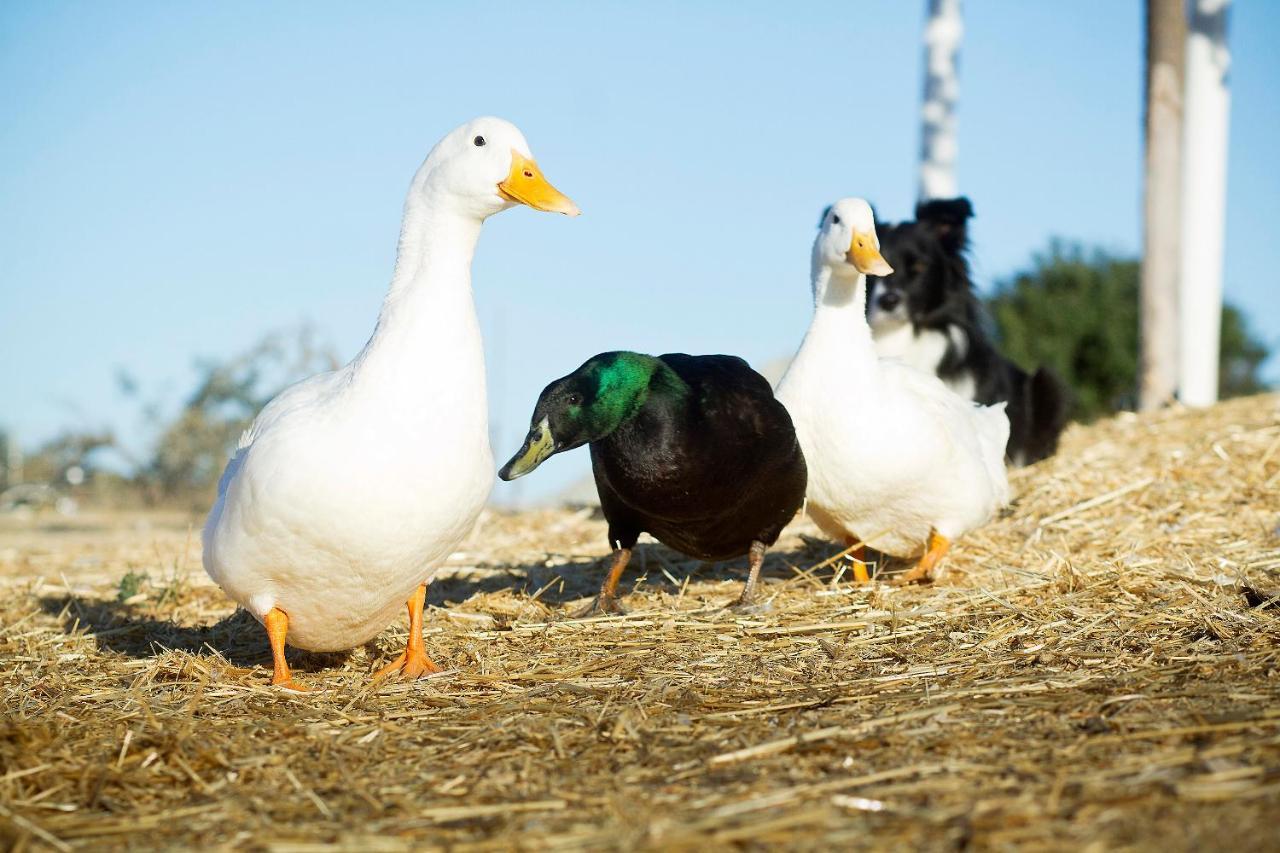 ホテル Reves De Moutons パソロブレス エクステリア 写真