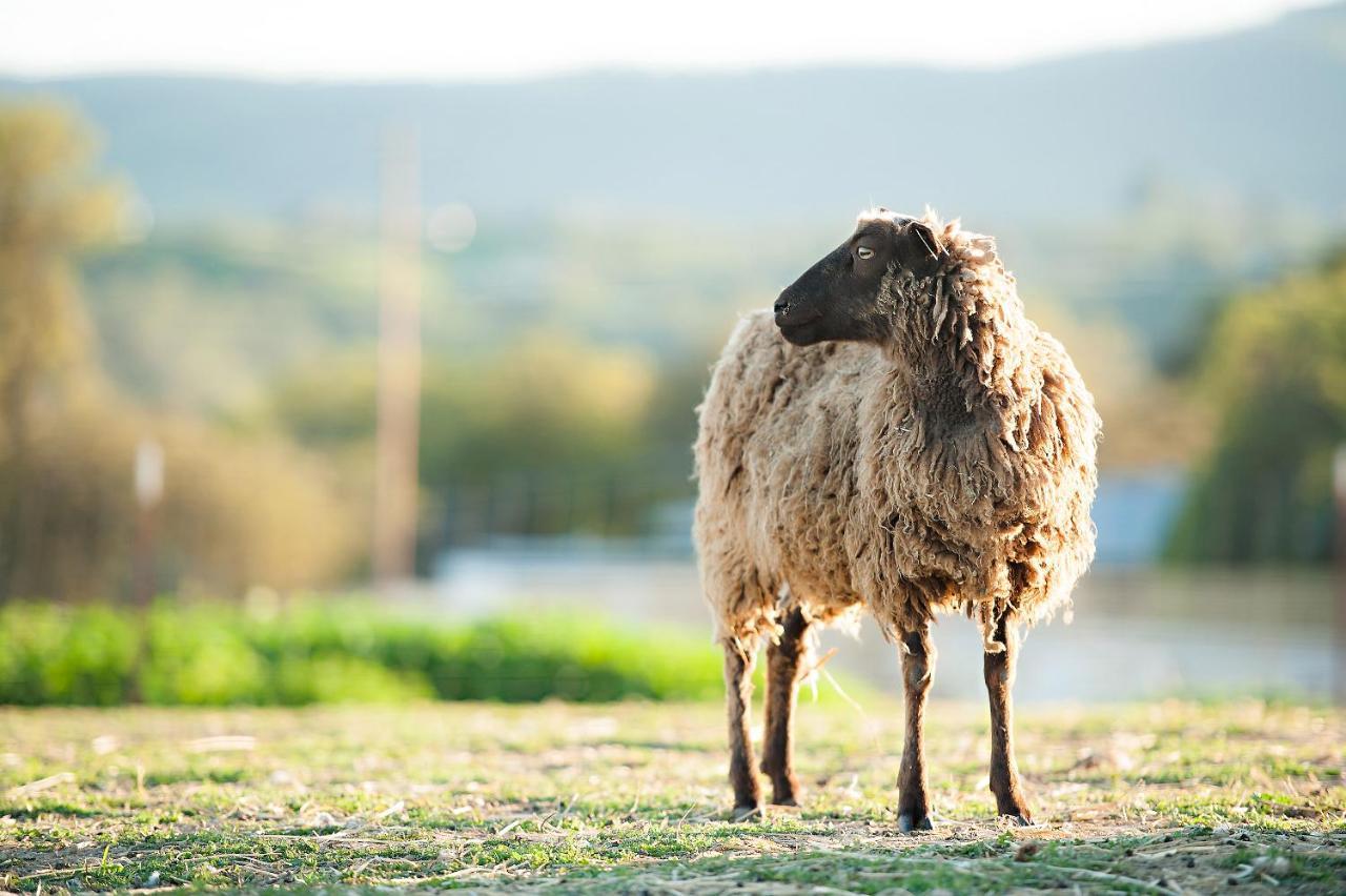 ホテル Reves De Moutons パソロブレス エクステリア 写真