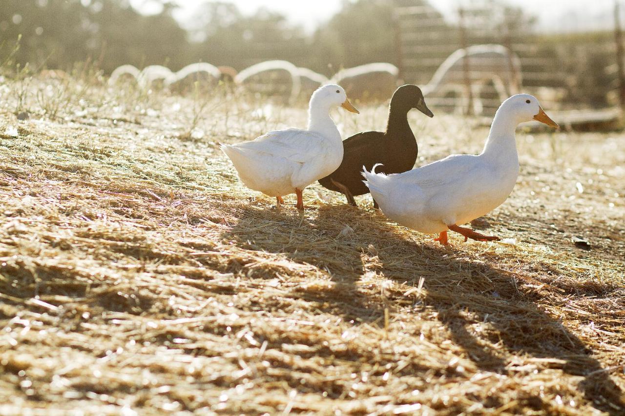 ホテル Reves De Moutons パソロブレス エクステリア 写真
