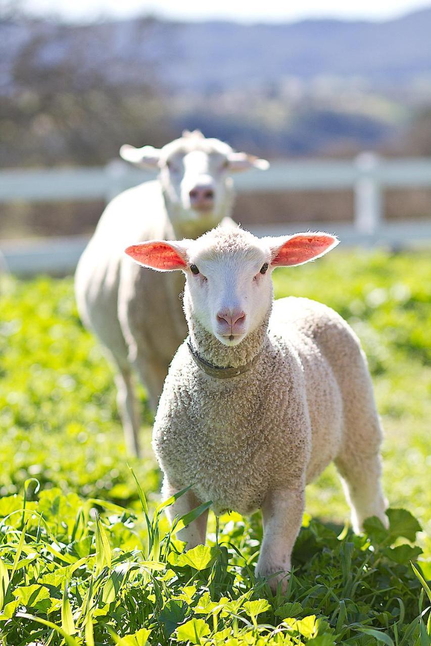 ホテル Reves De Moutons パソロブレス エクステリア 写真