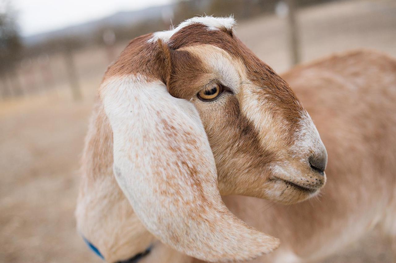 ホテル Reves De Moutons パソロブレス エクステリア 写真
