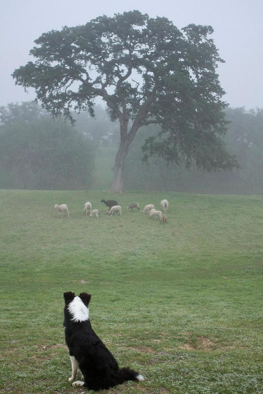 ホテル Reves De Moutons パソロブレス エクステリア 写真
